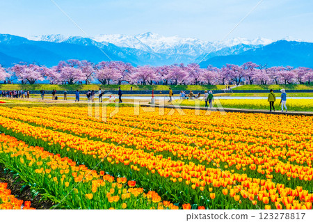 Asahi Funakawa Spring Quartet Asahi Funakawa Spring Quartet 123278817