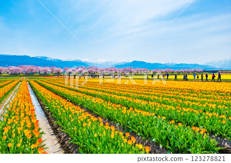 Asahi Funakawa Spring Quartet Asahi Funakawa Spring Quartet 123278821