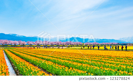 朝日船川春天四重奏 朝日船川春天四重奏 123278824