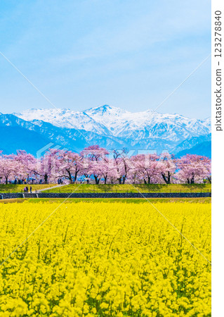 Asahi Funakawa River, Spring 123278840