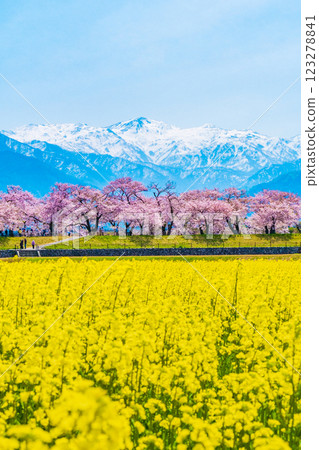 Asahi Funakawa River, Spring 123278841