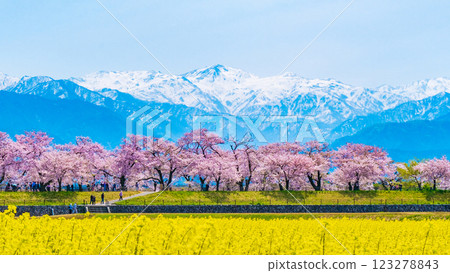 朝日船川、春天 123278843