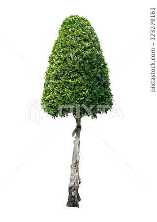 Banyan tree, ficus annulata ornamental plant, Tall bush, Green hedges 123279161