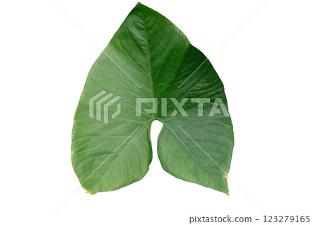 Eddoe leaves or wild taro leaf Eddoe leaves or wild taro leaf 123279165