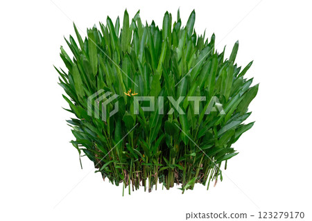 Heliconia plant bush 123279170