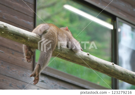一隻猴子在欄桿上休息（神場瀑布：岡山縣真庭市） 123279216
