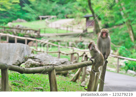 母猴和子猴在欄桿上休息(神場瀑布:岡山縣真庭市) 母猴和子猴在欄桿上休息(神場瀑布:岡山縣真庭市) 123279219