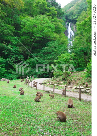 神場瀑布與猴子群(神場瀑布:岡山縣真庭市) 神場瀑布與猴子群(神場瀑布:岡山縣真庭市) 123279220