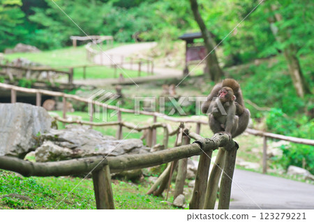 A monkey grooming itself (Maniwa City, Okayama Prefecture) A monkey grooming itself (Maniwa City, Okayama Prefecture) 123279221