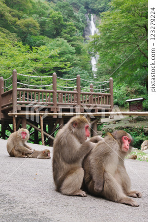 梳理猴子和神場瀑布(岡山縣真庭市) 梳理猴子和神場瀑布(岡山縣真庭市) 123279224