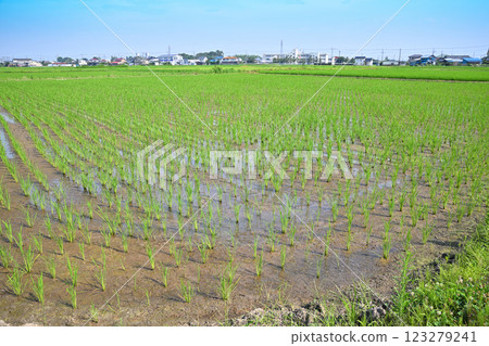 初夏的稻田風景、都市農業、川越市 123279241