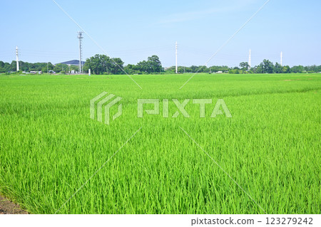 初夏的川越市的稻田路 123279242
