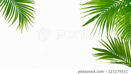 Palm green leaf tropical plant frame border isolated on white background. 123279331