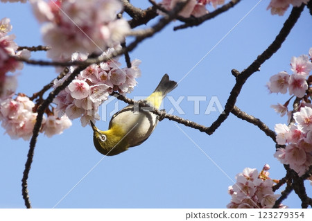 A Japanese white-eye perched on a plum tree at Nishiarai Daishi (Adachi Ward, Tokyo) 123279354