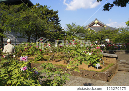 西新井大師牡丹園（東京都足立區） 123279375