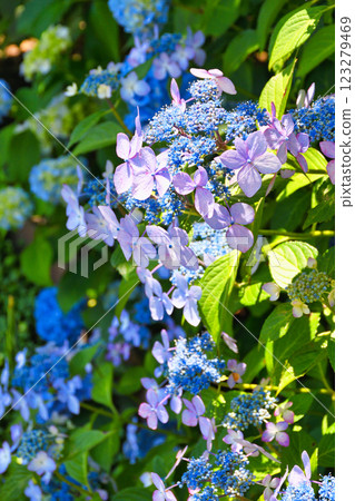 Beautiful hydrangeas at Hondo-ji Temple (Matsudo City, Chiba Prefecture) Beautiful hydrangeas at Hondo-ji Temple (Matsudo City, Chiba Prefecture) 123279469