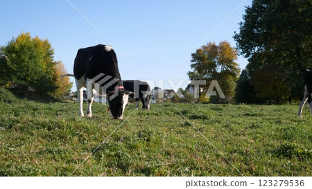 Cows peacefully graze on the lush, vibrant green grass, while stunning trees are beautifully framed in the background 123279536