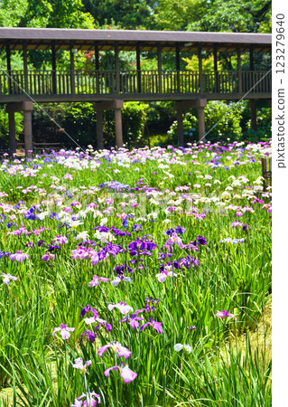 Beautiful irises at Hondo-ji Temple (Matsudo City, Chiba Prefecture) 123279640