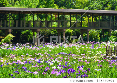 Beautiful irises at Hondo-ji Temple (Matsudo City, Chiba Prefecture) 123279694