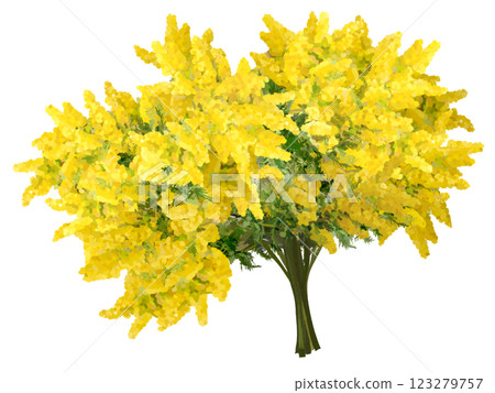 Mimosa (bouquet) 123279757