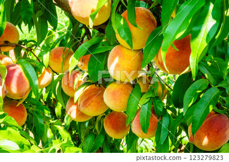 Peach orchard Peach orchard 123279823