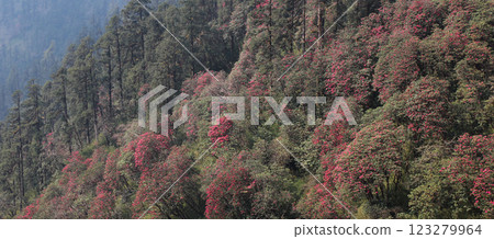 Colorful blooming Laligurans forest in Nepal. 123279964