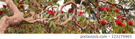 Detail of a red Laligurans tree in Nepal, nature header. 123279965
