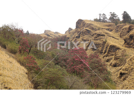 Blooming rhododendron, spring scene near Ghorepani, Nepal. Blooming rhododendron, spring scene near Ghorepani, Nepal. 123279969