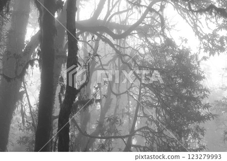 Rhododendron forest on a misty day, Nepal. 123279993