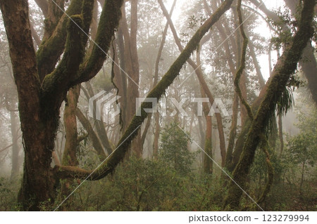 Rhododendron jungle near Pokhara, Nepal 123279994