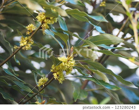 舟山新木姜 123280243