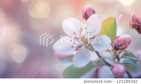 close up of blooming flower with soft light, evoking beauty and happiness in nature 123280382