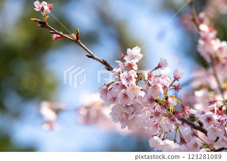 Pink cherry blossom(Cherry blossom, Japanese flowering cherry) on the Sakura tree. Sakura flowers are representative of Japanese flowers. The main part of the winter pass. I love everyone. 123281089