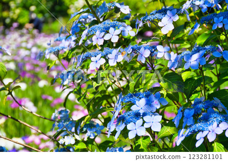 Hondo-ji Temple: Beautiful hydrangeas and irises (Matsudo City, Chiba Prefecture) Hondo-ji Temple: Beautiful hydrangeas and irises (Matsudo City, Chiba Prefecture) 123281101