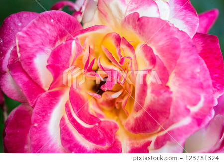 Close up of vibrant fragrant rose textured and background. Close up of vibrant fragrant rose textured and background. 123281324