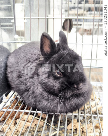 The funny little rabbit black in the cage The funny little rabbit black in the cage 123281342