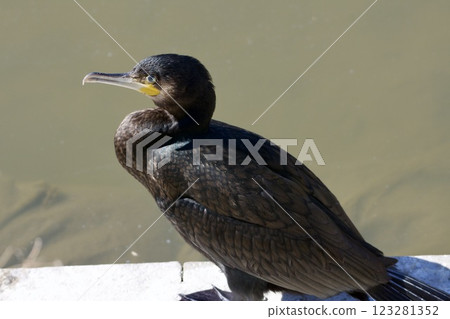 cormorant (shag) / Japan cormorant (shag) / Japan 123281352