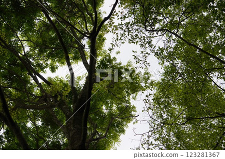 I look up to the fresh green I look up to the fresh green 123281367