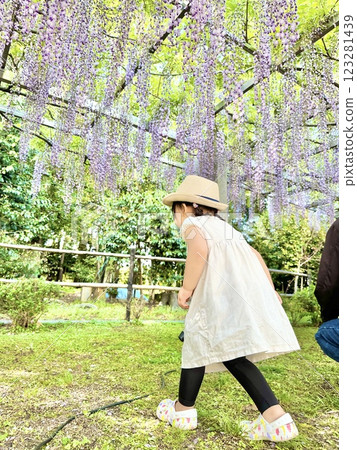 A girl walks under wisteria flowers at the three major shrines in Kusatsu, Shiga Prefecture 123281439