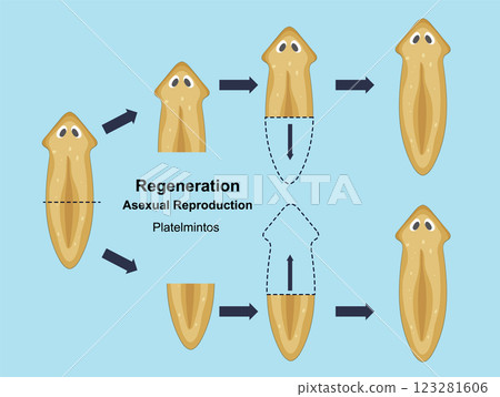 Regeneration in Asexual Reproduction of Flatworms Regeneration in Asexual Reproduction of Flatworms 123281606