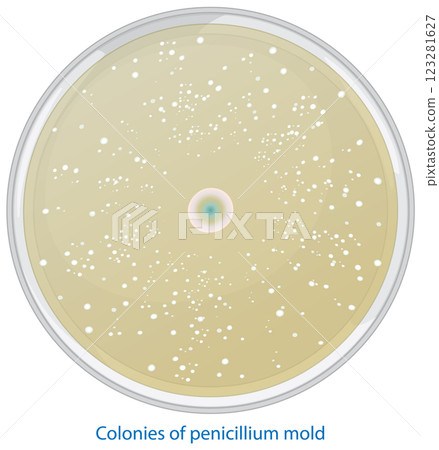 Penicillin Growth in Petri Dish 123281627
