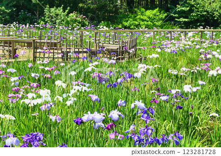 Beautiful irises at Hondo-ji Temple (Matsudo City, Chiba Prefecture) Beautiful irises at Hondo-ji Temple (Matsudo City, Chiba Prefecture) 123281728