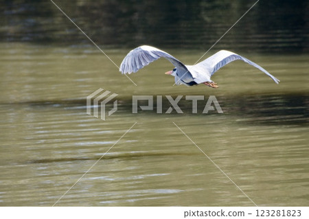 Gray heron heron / Japan Gray heron heron / Japan 123281823