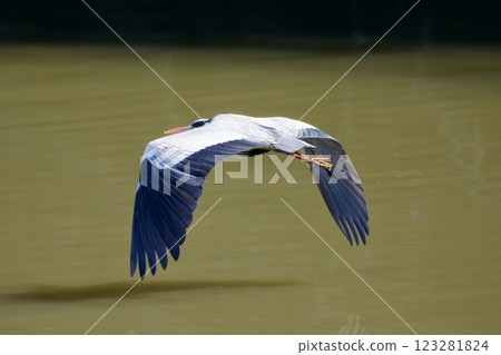 灰鷺蒼鷺 / 日本 123281824