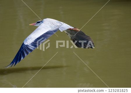 Gray heron heron / Japan 123281825