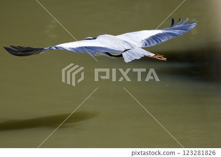 Gray heron heron / Japan 123281826