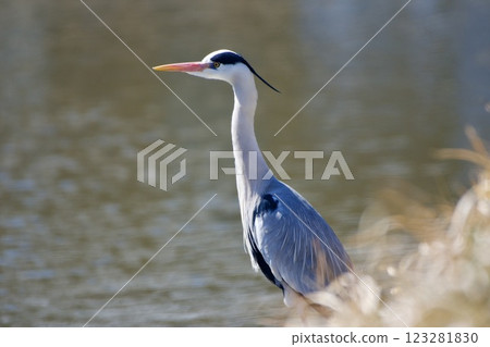 灰鷺蒼鷺 / 日本 123281830