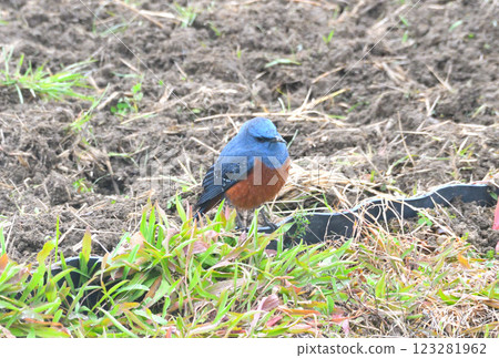 Rock Thrush, Rock Shrike Rock Thrush, Rock Shrike 123281962