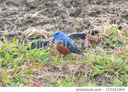 岩鶇、岩伯勞 123281964