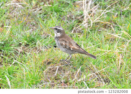 Thrush, Japanese bush warbler 123282008
